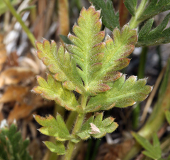 Potentilla jepsonii