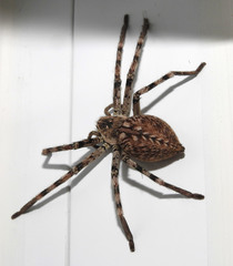 Eusparassus