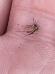 Aedes trivittatus