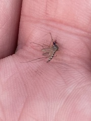 Aedes trivittatus