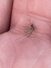 Aedes trivittatus