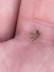 Aedes trivittatus