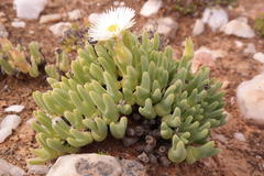 Meyerophytum globosum