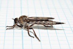 Neomochtherus willistoni