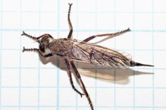 Neomochtherus willistoni