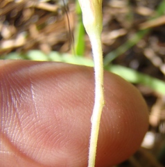 Oxalis polyphylla polyphylla