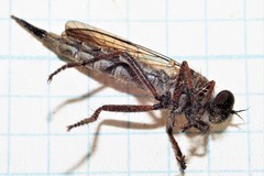 Neomochtherus willistoni