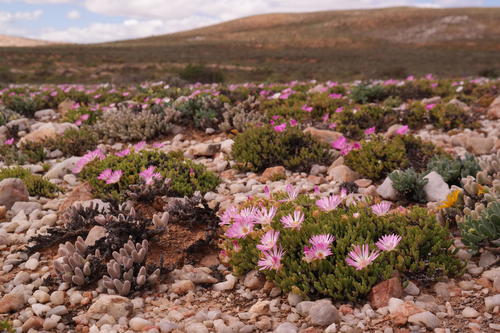 Meyerophytum meyeri var. holgatense L. Bolus 2