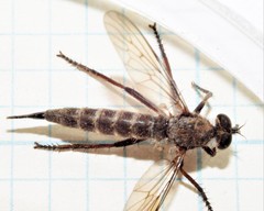 Neomochtherus willistoni