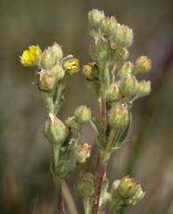Potentilla jepsonii