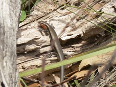 Acritoscincus platynotus