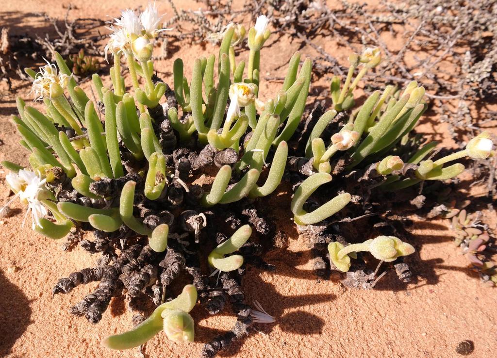 Monilaria scutata (L.Bolus) Schwantes 3