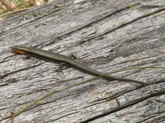 Acritoscincus platynotus