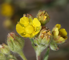 Potentilla jepsonii