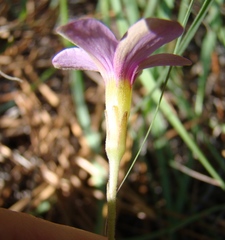 Oxalis polyphylla polyphylla