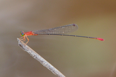 Teinobasis rufithorax