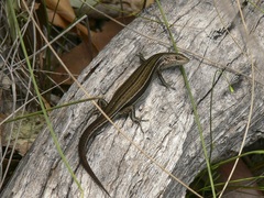 Pseudemoia pagenstecheri
