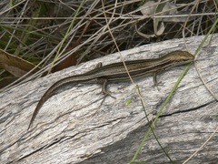 Pseudemoia pagenstecheri