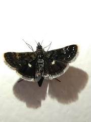 Heliothela