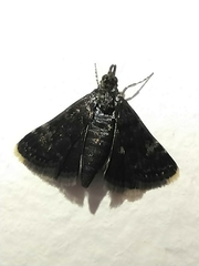 Heliothela
