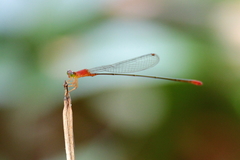 Teinobasis rufithorax