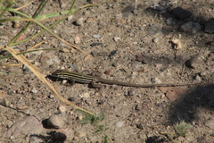 Aspidoscelis exsanguis