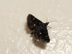 Heliothela