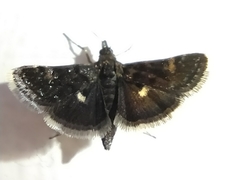 Heliothela