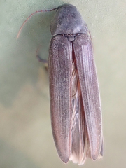 Serropalpus