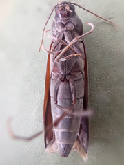 Serropalpus