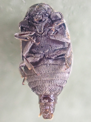 Morychus oblongus