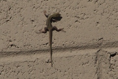 Aspidoscelis exsanguis