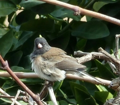 Junco hyemalis