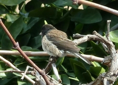 Junco hyemalis