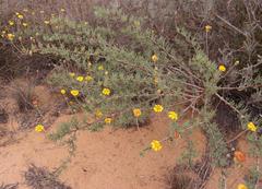 Othonna coronopifolia