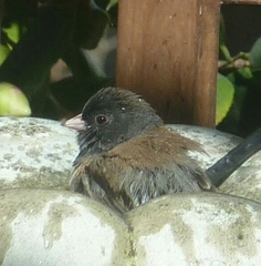 Junco hyemalis