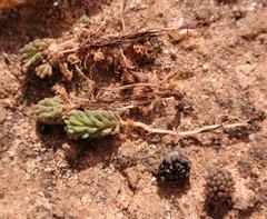 Oxalis crocea