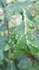 Neuroterus floccosus