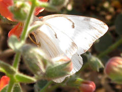 Belenois gidica abyssinica