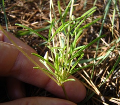 Oxalis polyphylla polyphylla