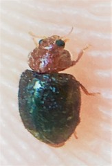 Rhyzobius lophanthae