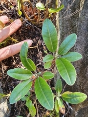 Brachyglottis laxifolia