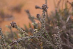 Phylica cuspidata minor