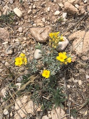 Thymophylla micropoides