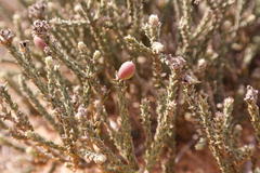 Phylica cuspidata minor