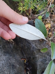 Brachyglottis laxifolia