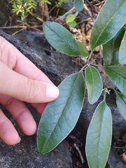 Brachyglottis laxifolia
