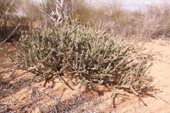 Phylica cuspidata minor