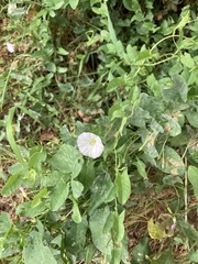 Convolvulus arvensis