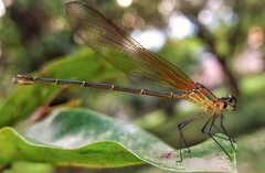 Hetaerina cruentata